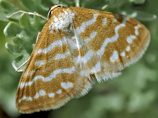Idaea sericeata  Banded Steppe Wave