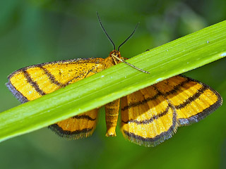 Idaea aureolaria  Goldgelber Magerrasen-Zwergspanner  Golden-yellow Wave