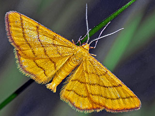 Idaea aureolaria  Goldgelber Magerrasen-Zwergspanner  Golden-yellow Wave