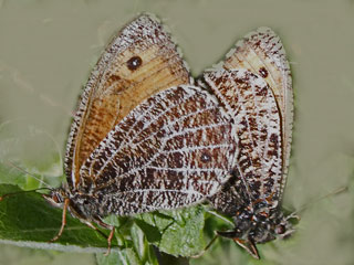 Gletscherfalter Oeneis glacialis Alpine Grayling
