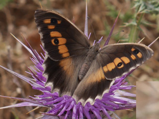 Chazara briseis larnacana