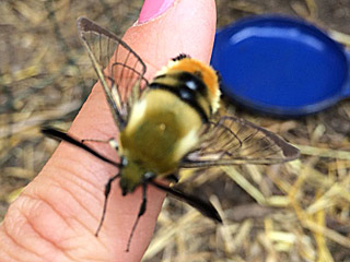 Skabiosenschwärmer Hemaris tityus Narrow-bordered Bee Hawk-moth Skabiosen-Schwärmer