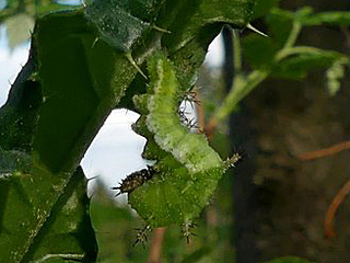 Raupe Kleiner Eisvogel Limenitis camilla White Admiral (3828 Byte)