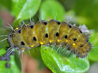 Raupe  Zygaena purpuralis  Thymian-Widderchen