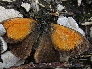 Weibindiges Wiesenvgelchen Coenonympha arcania Pearly Heath Perlgrasfalter