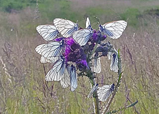 Schlafgesellschaft Baumweiling Aporia crataegi Black-veined White