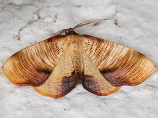 Plagodis dolabraria  Hobenspanner  Scorched Wing