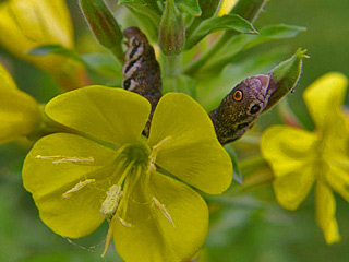 Raupe Nachtkerzenschwärmer Proserpinus proserpina Willowherb Hawk-moth