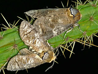 Paarung Weidenbohrer Cossus cossus Goat Moth (14680 Byte)