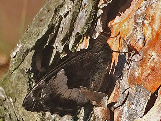   Kleiner Waldportier Hipparchia i alcyone 