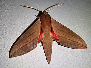 Theretra alecto  Levant Hawk-moth Orientalischer Weinschwärmer
