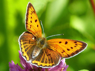 Lycaena dispar   Groer Feuerfalter Large Copper