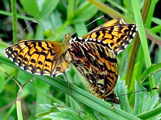 Natterwurz-Perlmutterfalter Paarung  Boloria titania