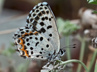 Fetthennenbluling Scolitantides orion Chequered Blue Fetthennen-Bluling