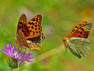 Kardinal  Argynnis pandora  Cardinal