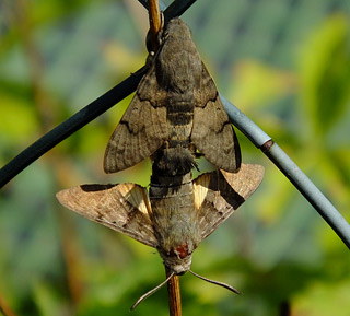 Taubenschwnzchen Kolibri - Schwrmer Macroglossum stellatarum Humming-bird Hawk-moth Wanderfalter im Winter an Edgeworthia papyrifera saugend