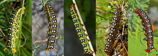 Wolfsmilchschwrmer Hyles euphorbiae Spurge Hawk-moth