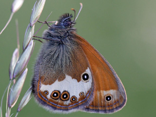 Balz Weibindiges Wiesenvgelchen Coenonympha arcania Pearly Heath Perlgrasfalter