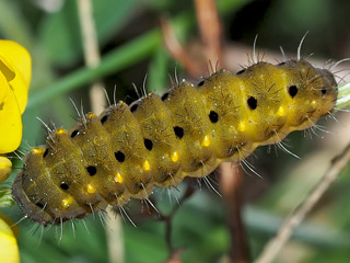 Thymian-Widderchen Zygaena purpuralis Bibernell-Widderchen Zygaena minos