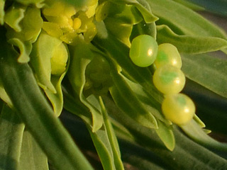 Eier Hyles euphorbiae Wolfsmilchschwrmer Spurge Hawk-moth