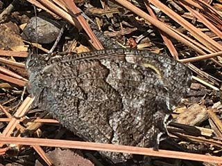 Hipparchia tamadabae