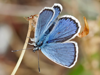 Plebejus idas  Ginster Bluling