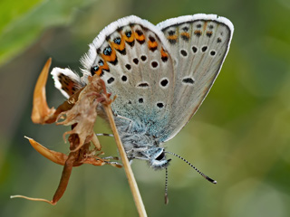 Plebejus idas  Ginster Bluling