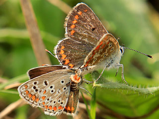 Paarung  Kleiner Sonnenrschen-Bluling Aricia agestis  Brown Argus