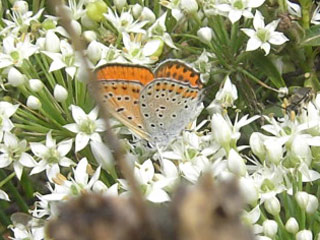 Lycaena thersamon  Lesser Fiery Copper