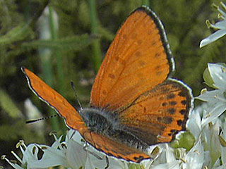 Lycaena thersamon  Lesser Fiery Copper