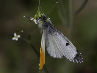 GyanderAurorafalter Anthocharis cardamines Orange Tip