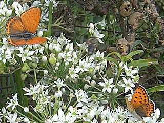 Lycaena thersamon  Lesser Fiery Copper