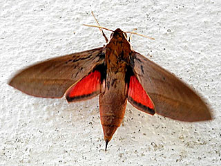 Theretra alecto  Levant Hawk-moth Orientalischer Weinschwärmer