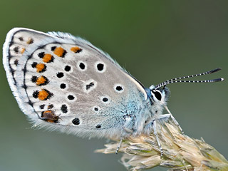 Plebejus trappi  Alpine Zephyr Blue  Kleiner Tragant-Bluling