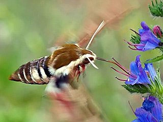 Wolfsmilchschwrmer Hyles euphorbiae Spurge Hawk-moth