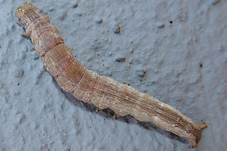 Dysgonia algira The Passenger  Dysgonia torrida The Jigsaw