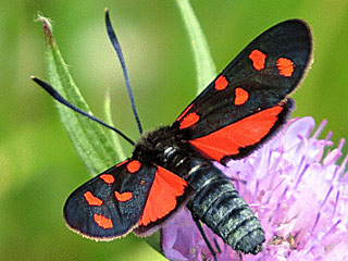 Hufeisenklee-Widderchen   Zygaena transalpina