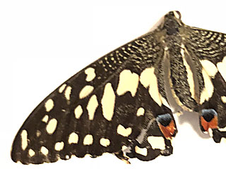 Papilio demodocus oder  demoleus   Citrus Swallowtail