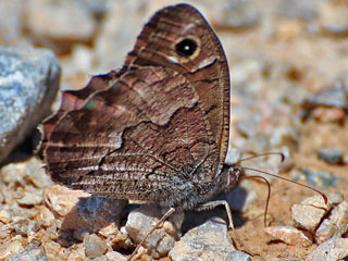 Hipparchia fatua  Freyer's Grayling