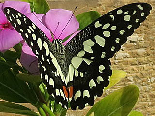 Papilio demoleus  Chequered Swallowtail Lime 