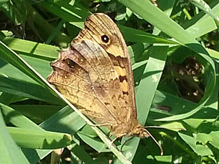 Waldbrettspiel Laubfalter Pararge aegeria Speckled Wood