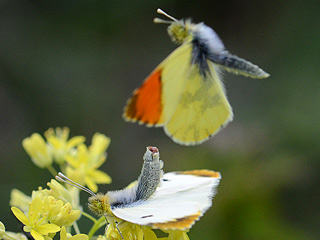 Gelber Aurorafalter Anthocharis euphenoides