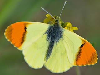 Gelber Aurorafalter Anthocharis euphenoides