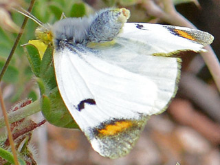 Gelber Aurorafalter Anthocharis euphenoides