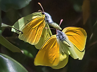 Balz  Gonepteryx eversi La Gomera- Zitronenfalter