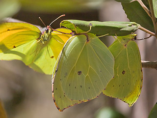 Balz  Gonepteryx eversi La Gomera- Zitronenfalter