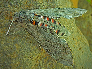 Windenschwrmer Agrius convolvuli Convolvulus Hawk-moth