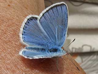 Wundklee-Bluling Polyommatus dorylas Turquoise Blue