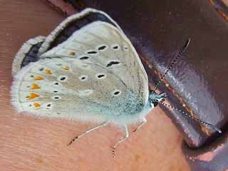 Wundklee-Bluling Polyommatus dorylas Turquoise Blue