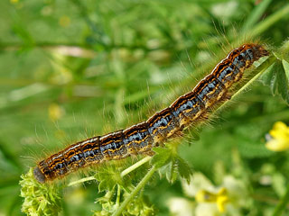 Alpiner Ringelspinner  Malacosoma alpicola